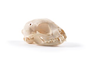 Image description is not available for 1997.1.22